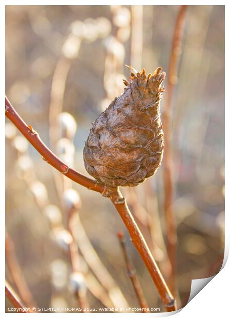 Pine Cone Willow Gall Print by STEPHEN THOMAS