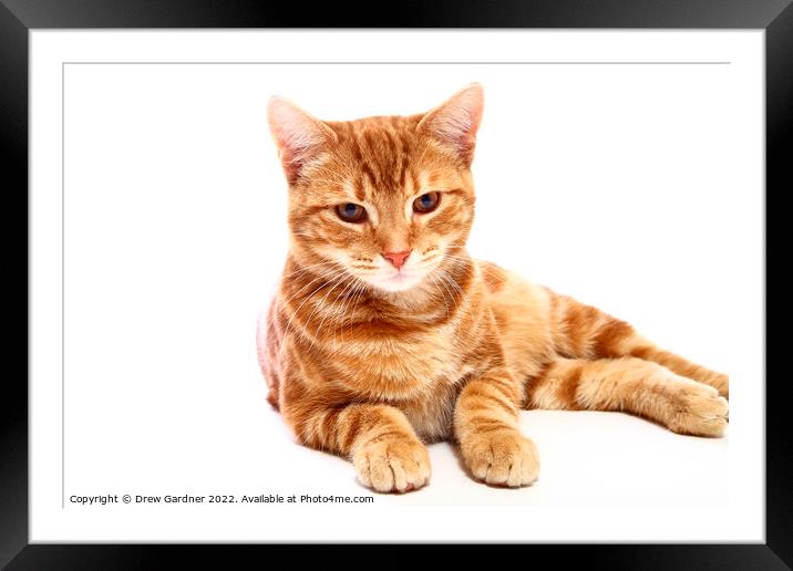 Animal cat Framed Mounted Print by Drew Gardner