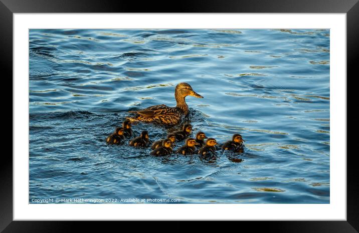 Mallard and her ducklings Framed Mounted Print by Mark Hetherington