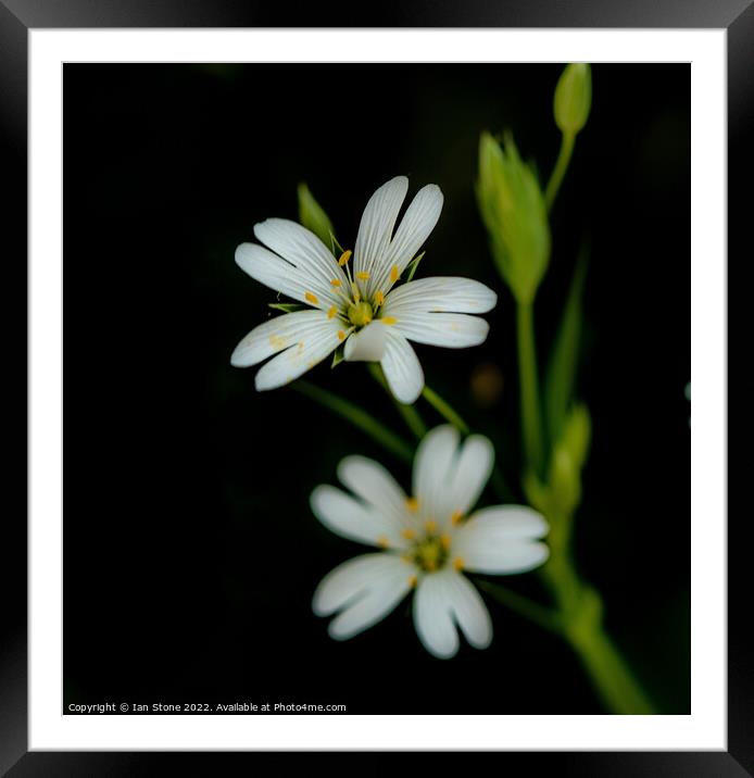 Greater Stitchwort  Framed Mounted Print by Ian Stone