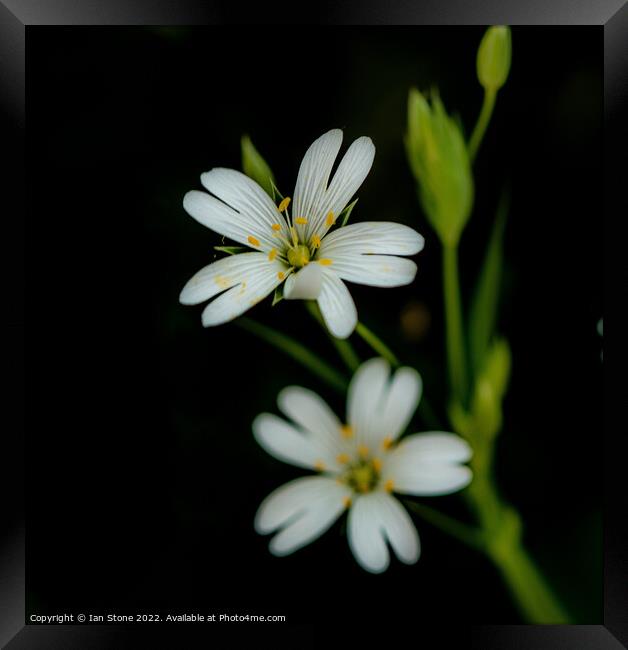 Greater Stitchwort  Framed Print by Ian Stone