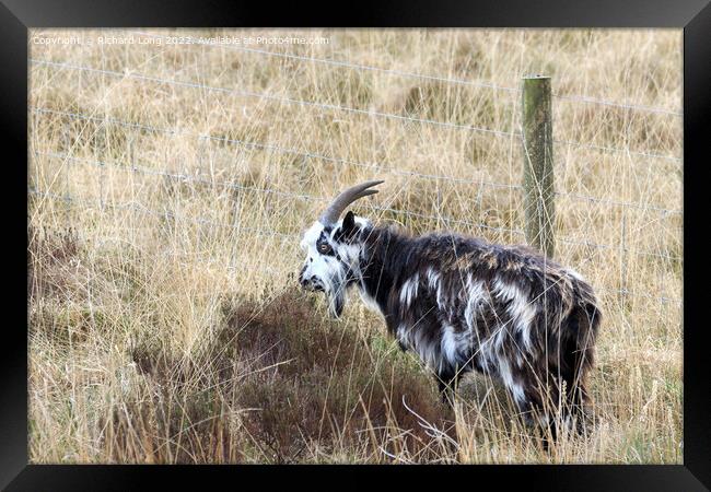 Wild Goat Framed Print by Richard Long