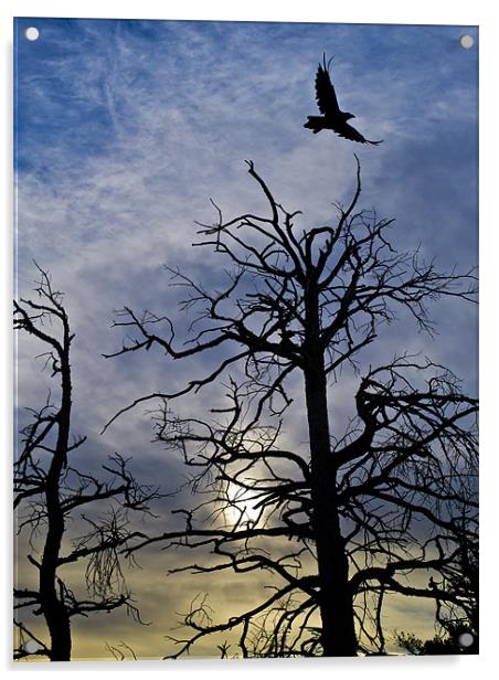 Raven taking off Acrylic by Gary Eason
