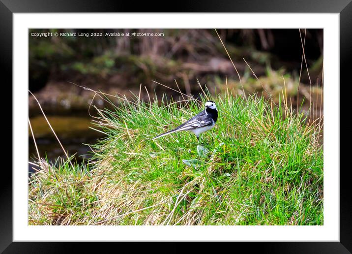 Pied Wagtail  Framed Mounted Print by Richard Long