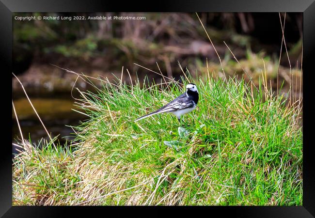 Pied Wagtail  Framed Print by Richard Long