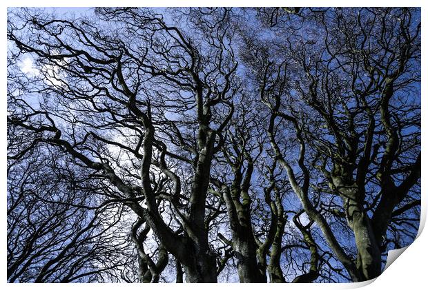 The Dark Hedges in Northern Ireland - amazing nature Print by Erik Lattwein