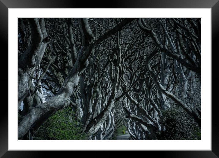 The Dark Hedges in Northern Ireland - amazing nature Framed Mounted Print by Erik Lattwein