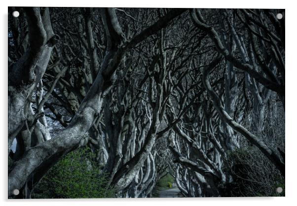 The Dark Hedges in Northern Ireland - amazing nature Acrylic by Erik Lattwein