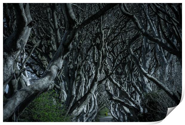 The Dark Hedges in Northern Ireland - amazing nature Print by Erik Lattwein