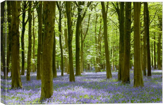 Bluebell Woodland   Canvas Print by Simon Johnson