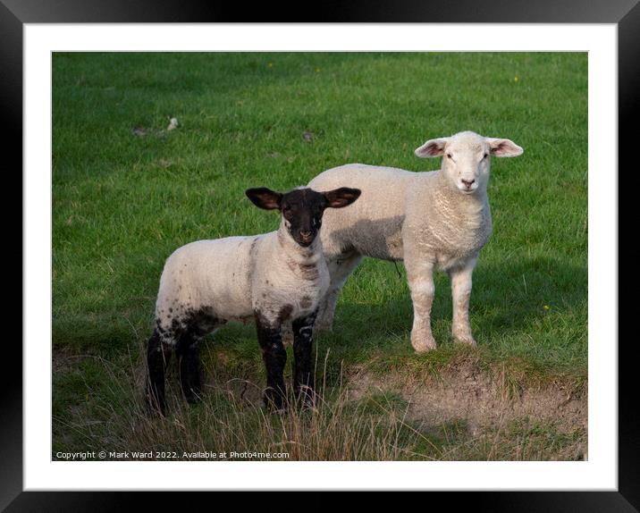 Spring Lambs in Sussex. Framed Mounted Print by Mark Ward