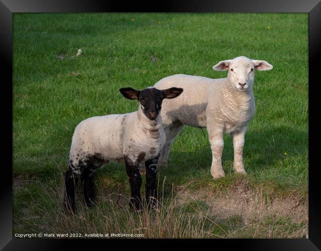 Spring Lambs in Sussex. Framed Print by Mark Ward