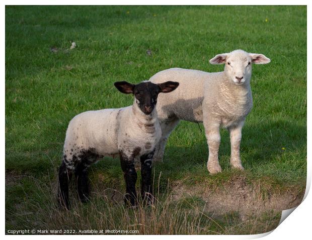 Spring Lambs in Sussex. Print by Mark Ward