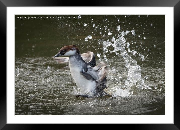 Smew duck having fun splashing about Framed Mounted Print by Kevin White