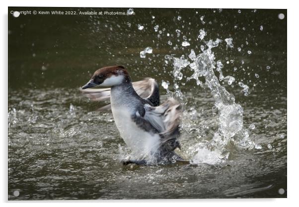 Smew duck having fun splashing about Acrylic by Kevin White