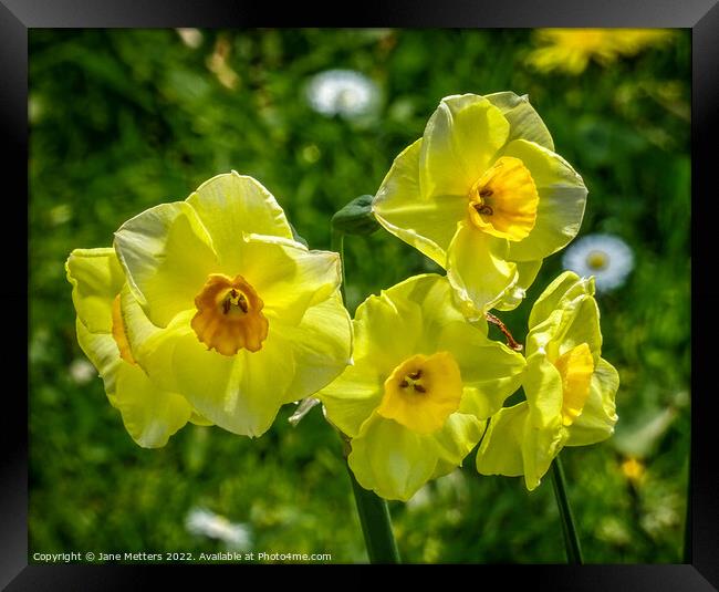 Daffodils in the Breeze  Framed Print by Jane Metters