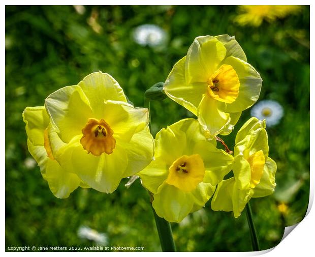 Daffodils in the Breeze  Print by Jane Metters