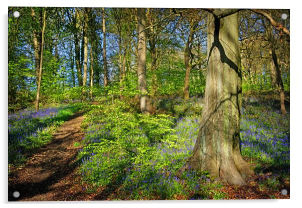 Woolley Wood Bluebells, Sheffield, South Yorkshire Acrylic by Darren Galpin