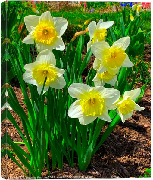 Stunning Daffodil Symphony Canvas Print by Deanne Flouton