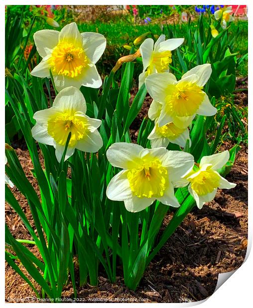 Stunning Daffodil Symphony Print by Deanne Flouton