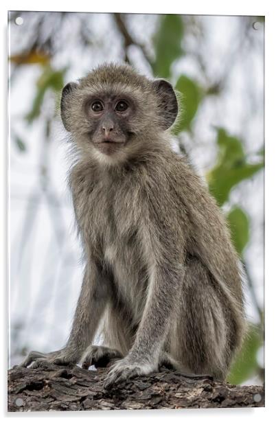 Young Vervet Monkey Pausing to Look At Me, No. 1 Acrylic by Belinda Greb