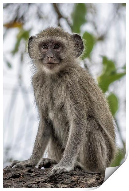 Young Vervet Monkey Pausing to Look At Me, No. 1 Print by Belinda Greb