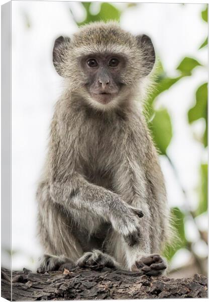 Young Vervet Monkey Pausing to Look At Me, No. 2 Canvas Print by Belinda Greb