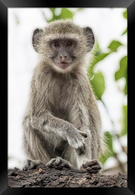 Young Vervet Monkey Pausing to Look At Me, No. 2 Framed Print by Belinda Greb