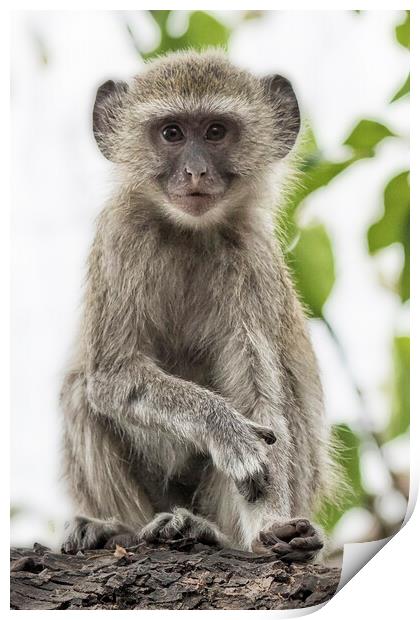 Young Vervet Monkey Pausing to Look At Me, No. 2 Print by Belinda Greb