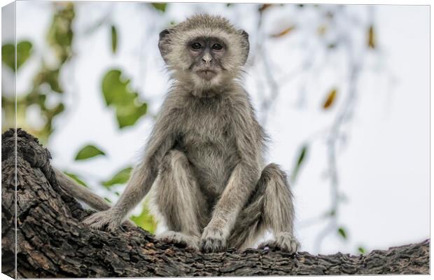 Young Vervet Monkey Pausing to Look At Me, No. 3 Canvas Print by Belinda Greb