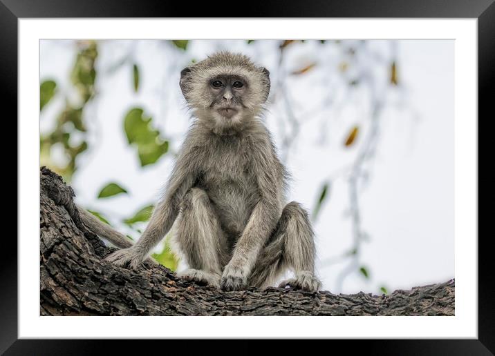 Young Vervet Monkey Pausing to Look At Me, No. 3 Framed Mounted Print by Belinda Greb