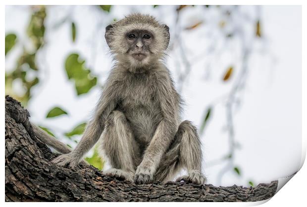 Young Vervet Monkey Pausing to Look At Me, No. 3 Print by Belinda Greb