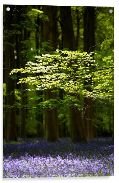 Sunlit leaves and bluebells Acrylic by Simon Johnson