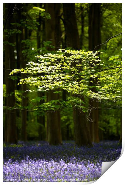 Sunlit leaves and bluebells Print by Simon Johnson