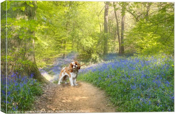 Cavalier King Charles Spaniel Dog Bluebell Wood Canvas Print by Alison Chambers