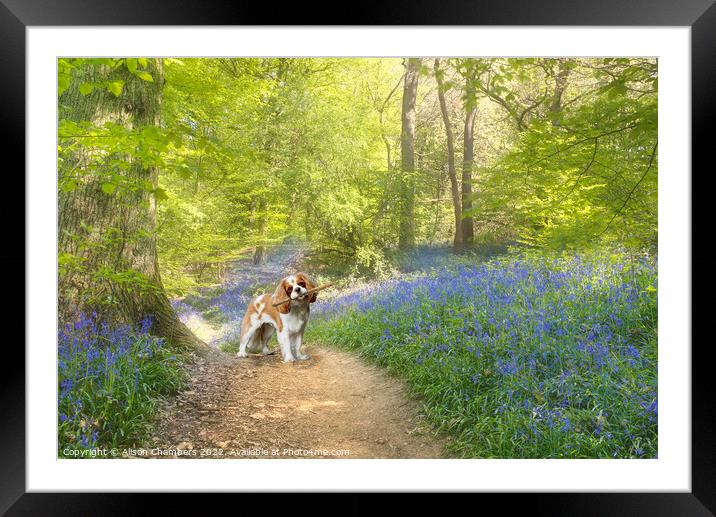 Cavalier King Charles Spaniel Dog Bluebell Wood Framed Mounted Print by Alison Chambers