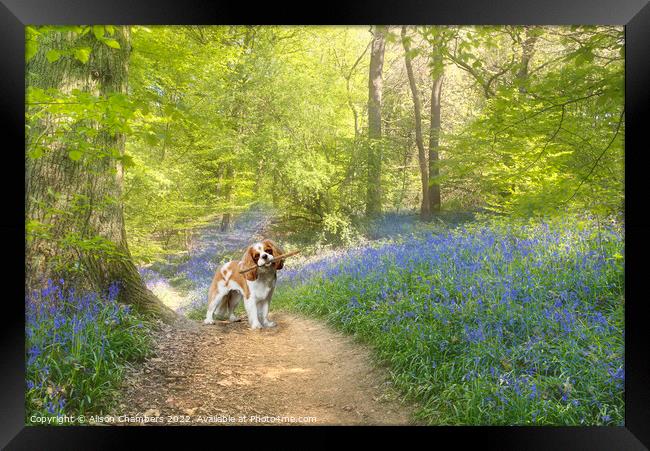 Cavalier King Charles Spaniel Dog Bluebell Wood Framed Print by Alison Chambers
