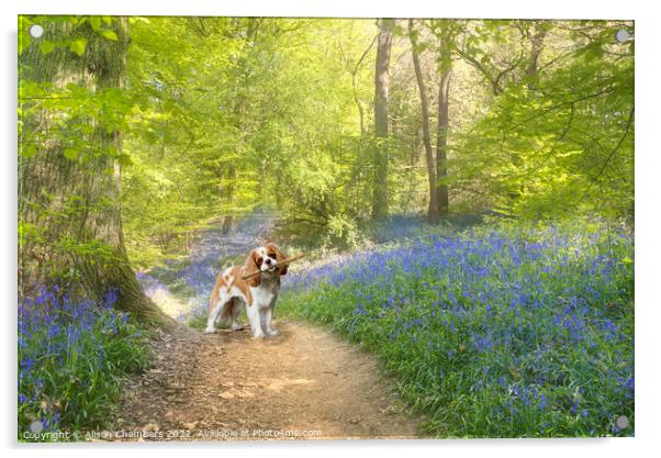 Cavalier King Charles Spaniel Dog Bluebell Wood Acrylic by Alison Chambers