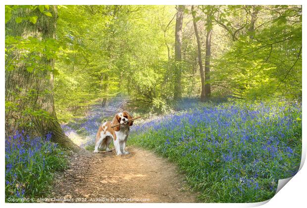 Cavalier King Charles Spaniel Dog Bluebell Wood Print by Alison Chambers