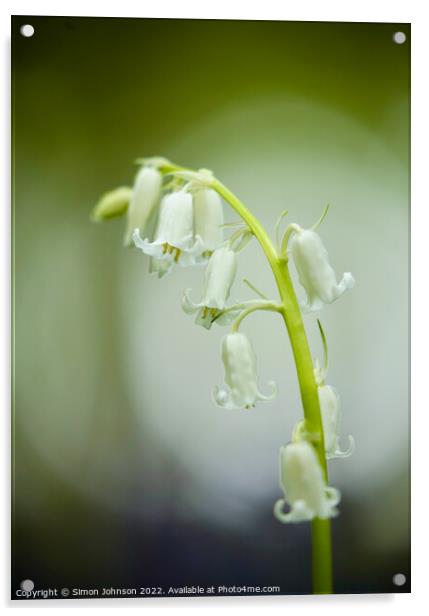 White bell flower Acrylic by Simon Johnson