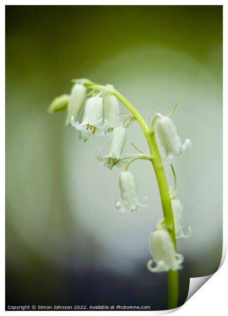 White bell flower Print by Simon Johnson