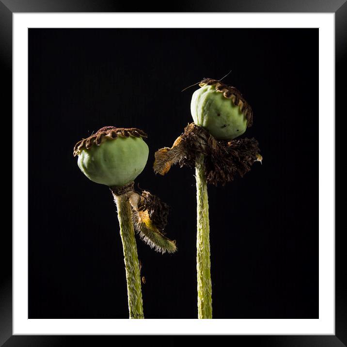 Closeup of two poppies Framed Mounted Print by Bernard Jaubert