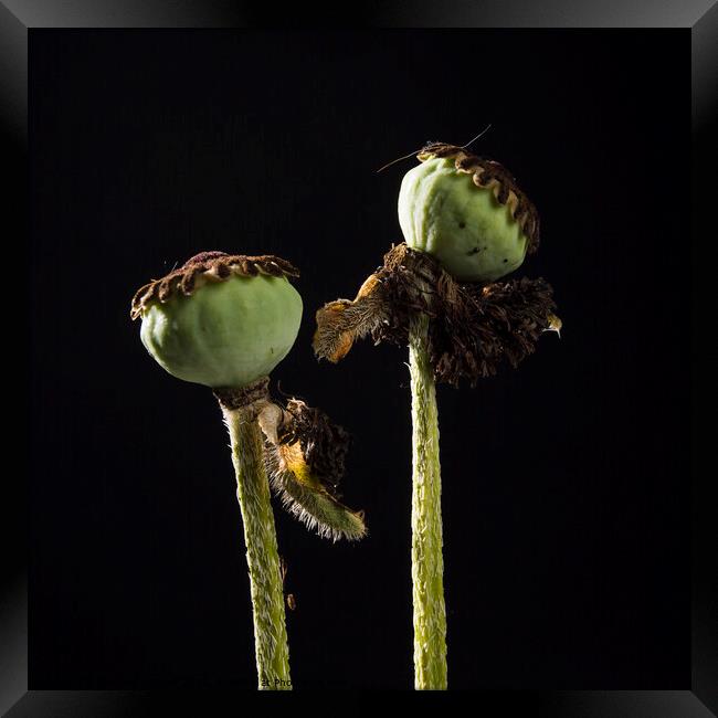 Closeup of two poppies Framed Print by Bernard Jaubert