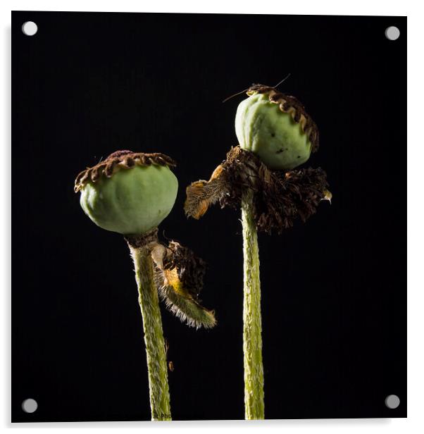 Closeup of two poppies Acrylic by Bernard Jaubert