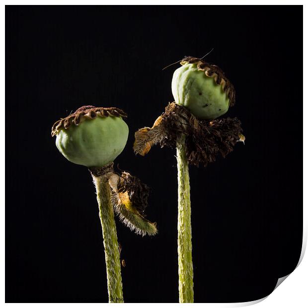 Closeup of two poppies Print by Bernard Jaubert
