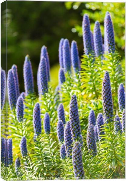 Echiums, Tresco Abbey Gardens, Isles of Scilly Canvas Print by Justin Foulkes
