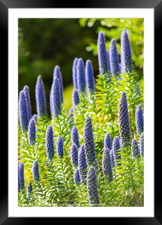 Echiums, Tresco Abbey Gardens, Isles of Scilly Framed Mounted Print by Justin Foulkes