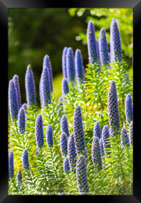 Echiums, Tresco Abbey Gardens, Isles of Scilly Framed Print by Justin Foulkes