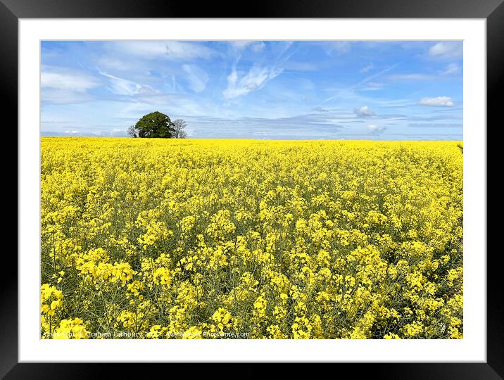 Cotswolds Rapeseed Field Framed Mounted Print by Graham Lathbury