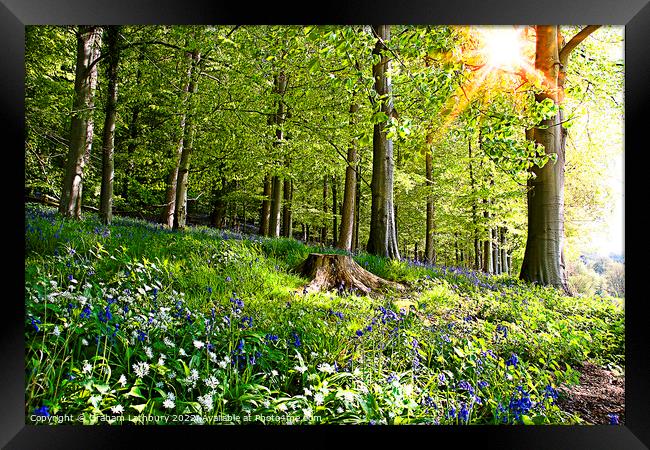 Cotswolds Bluebells Framed Print by Graham Lathbury